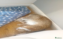 Mini Lop rabbits for sale: Neville - Image 7