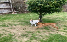 Mixed Breed dogs for adoption: Minnow (Hound/Shepherd mix) - Image 17
