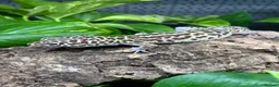 Leopard Gecko reptiles for sale: Leopard Geckos at Urban Exotics  - Advert 3