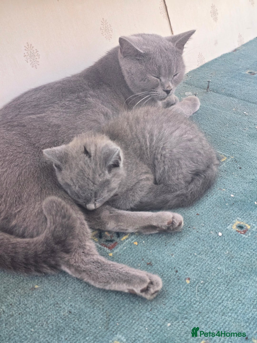 British Shorthair cats for sale: British shorthair kittens available 5 girls left  - Image 3
