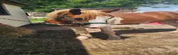Paint horses for sale: ❤️ Goonie-cracking red and white cob gelding ❤️ in Tiverton - Advert 15