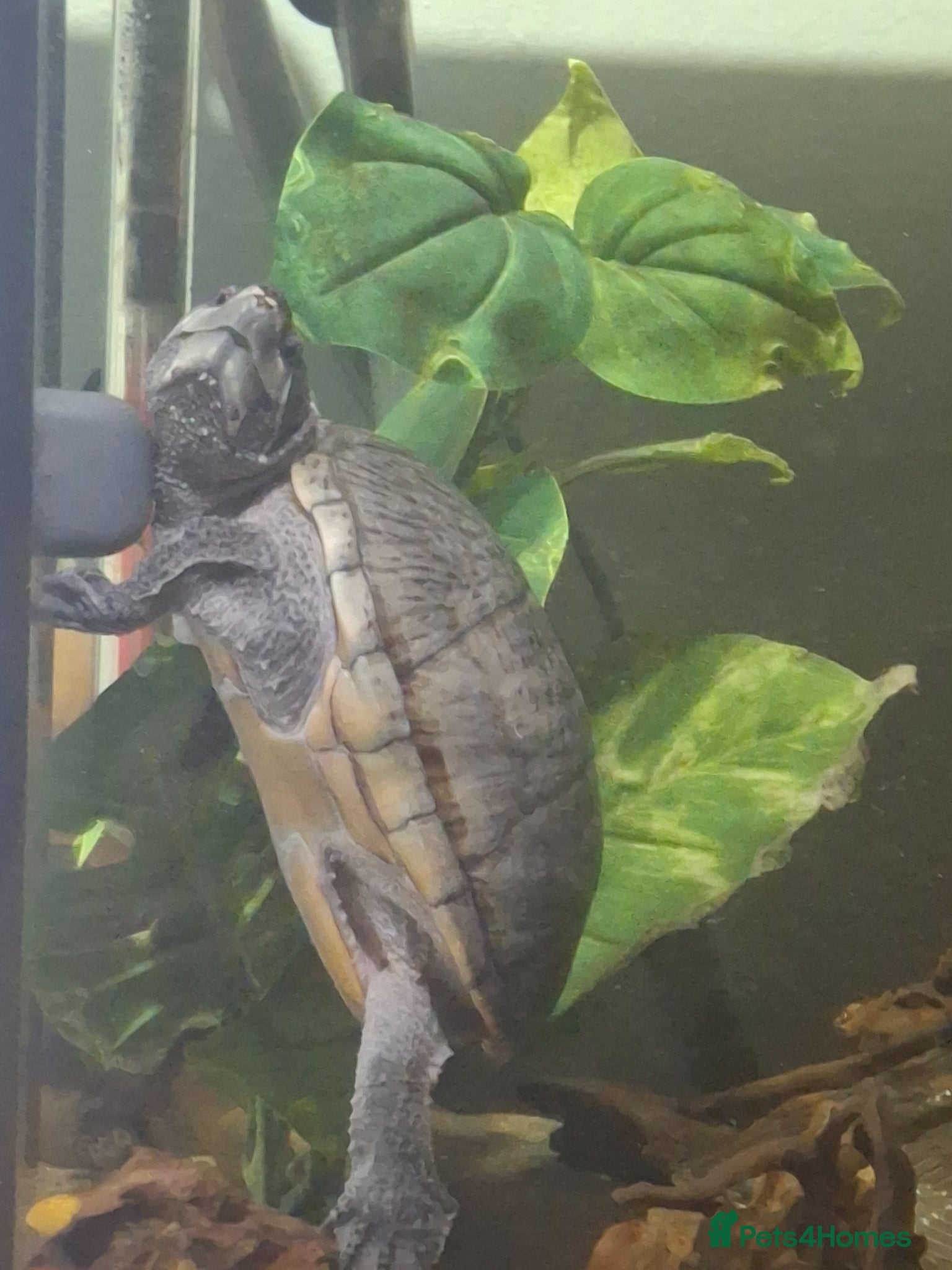 Turtle reptiles Female musk turtle - Advert 12