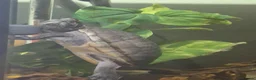 Turtle reptiles for sale: Female musk turtle in Eastbourne - Advert 1