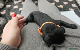 Great Dane dogs for sale: Great dane puppies  - Image 4
