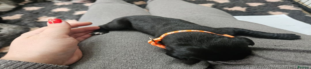 Orange girl- mantle