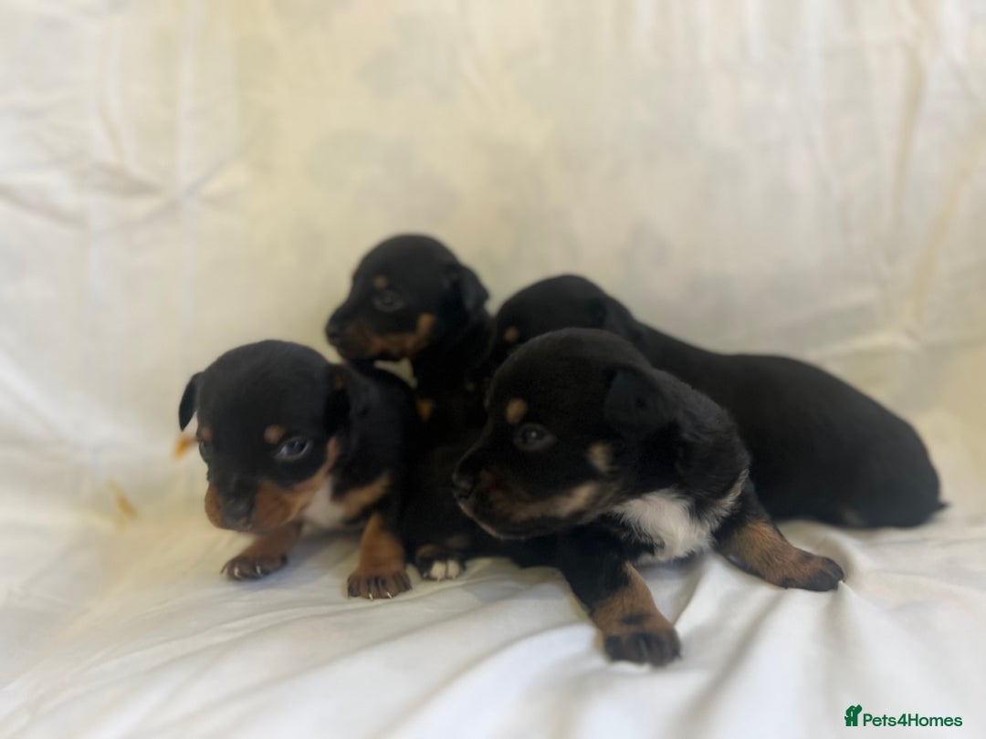 Jack Russell dogs for sale: Miniature Jack Russell puppies 🐶  - Advert 10