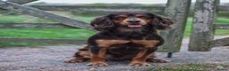 Cocker Spaniel dogs for stud: Working cocker spaniel STUD- Sir Herbert Maple  in Lincoln - Advert 5
