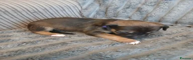 Lurcher 8