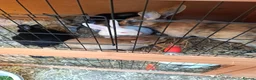 English rabbits for sale: Very nice  in Boston - Advert 5