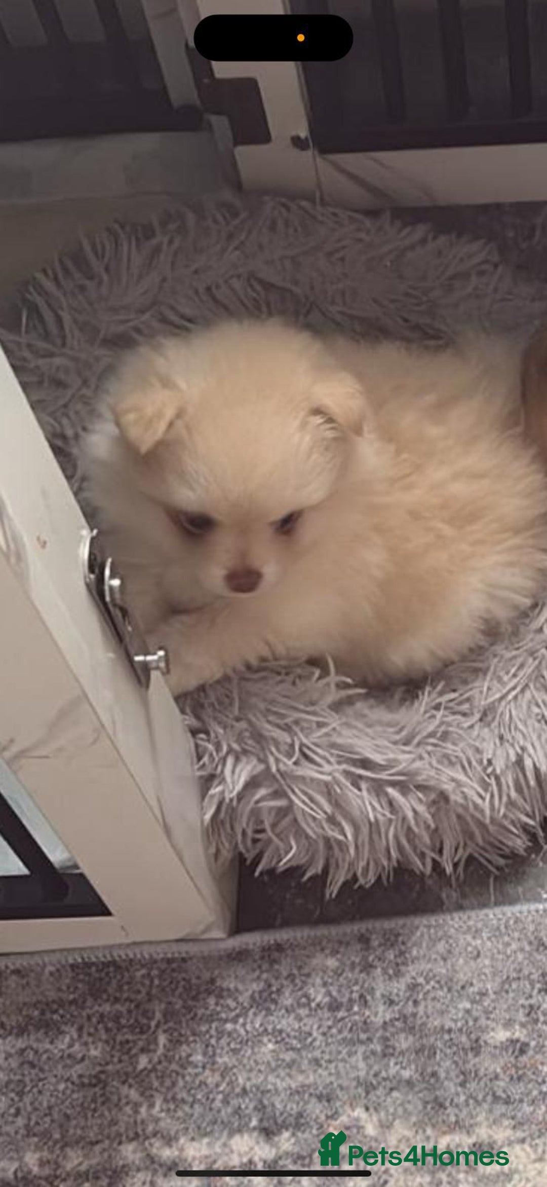 Pomeranian dogs for sale: Baby Pom poms  - Image 5