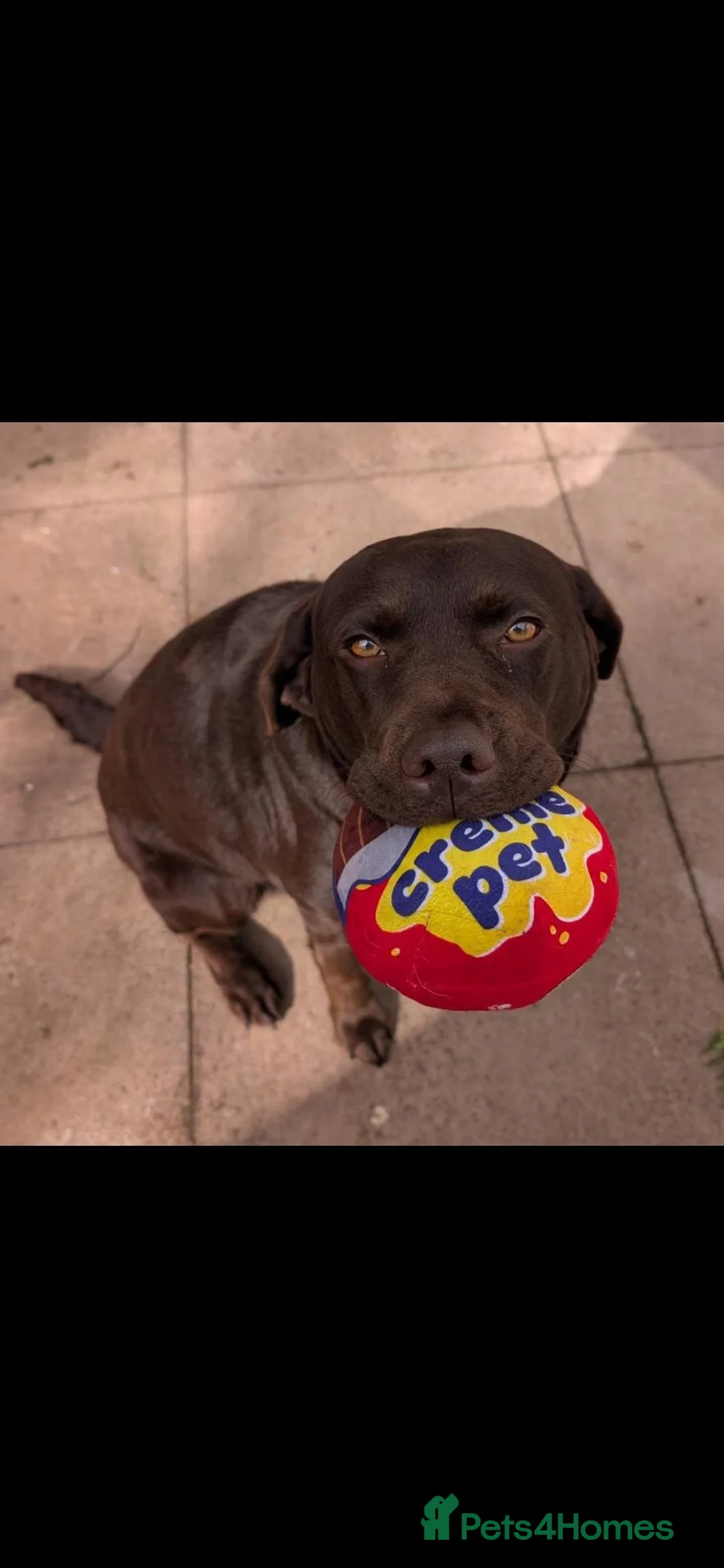 Labrador Retriever dogs for sale: Chocolate Labrador pups - Advert 10
