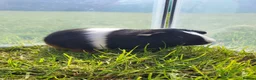 Guinea Pig rodents for sale: Male Guinea pigs for sale  - Advert 4