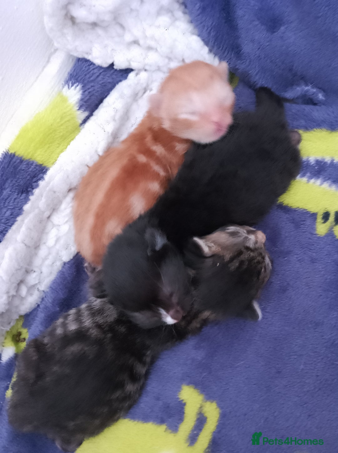 Mixed Breed cats for sale: 2 Male Bengal X Kittens for Sale. - Image 7