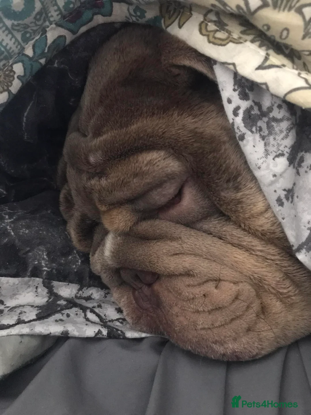 English Bulldog dogs for sale: British Bulldog - Advert 3