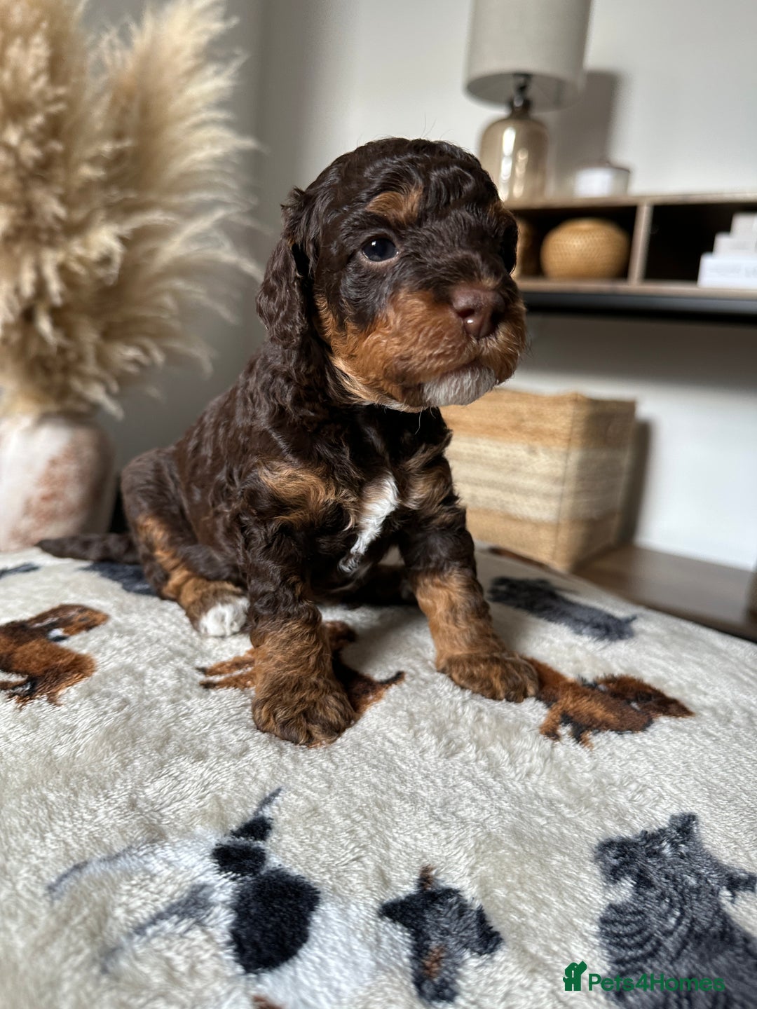Cockapoo dogs for sale: Not Just Any Cockapoo Puppies – The Special Few - Image 32