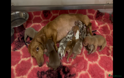Miniature Dachshund dogs for sale: 5 STAR LICENSED - CEZARBLUE SMOOTH KC MINIATURES  - Image 18