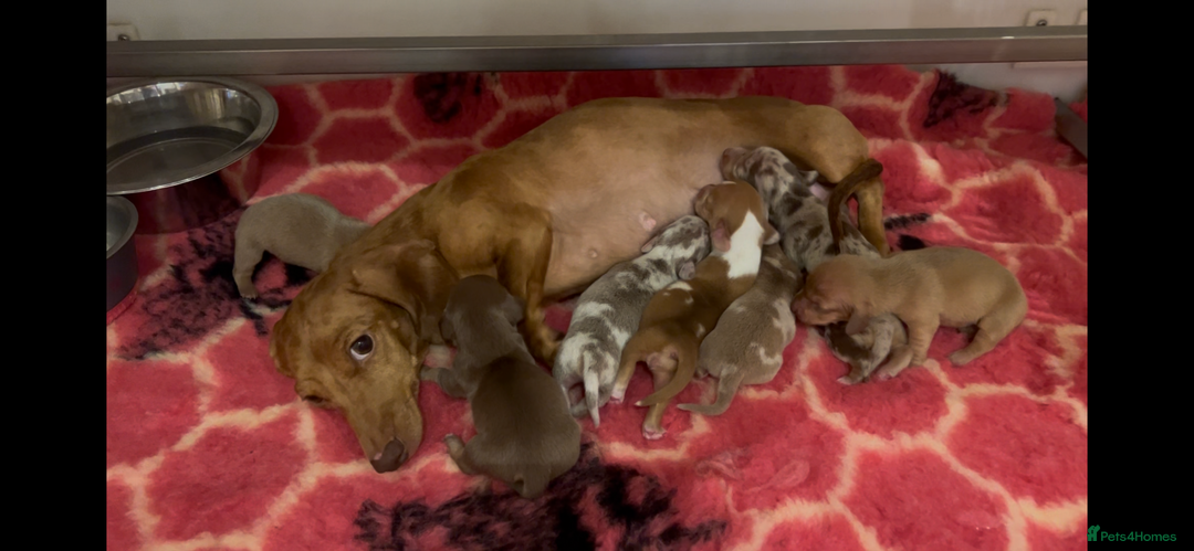 Miniature Dachshund dogs for sale: 5 STAR LICENSED - CEZARBLUE SMOOTH KC MINIATURES  - Image 18