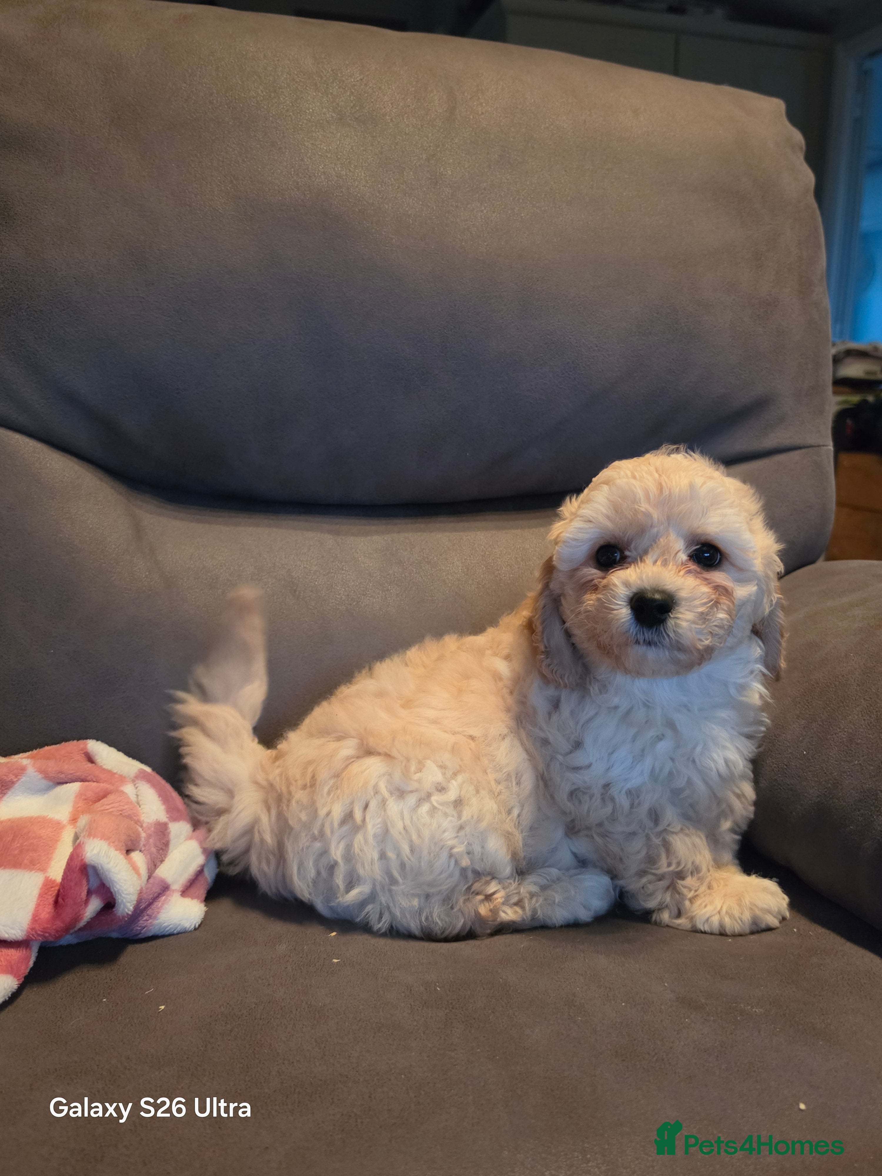 Cavapoochon dogs 1 Beautiful Cavapoochon Boy left💙REDUCED PRICE - Advert 2