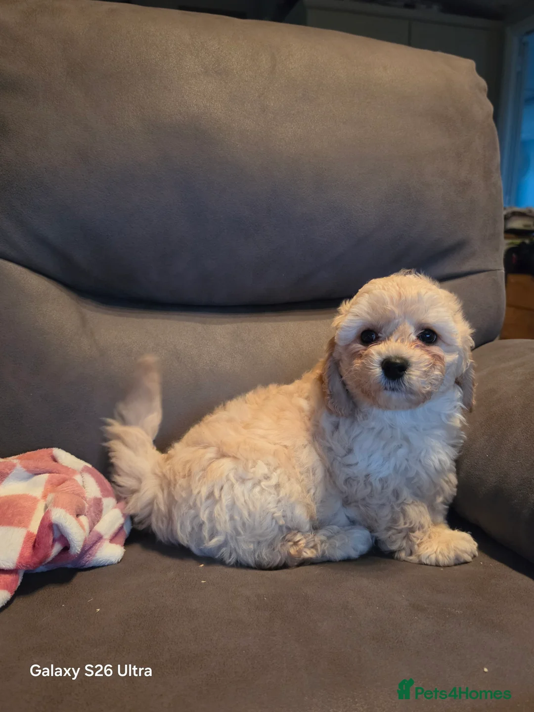 Cavapoochon dogs for sale: 1 Beautiful Cavapoochon Boy left💙READY NOW! - Advert 2