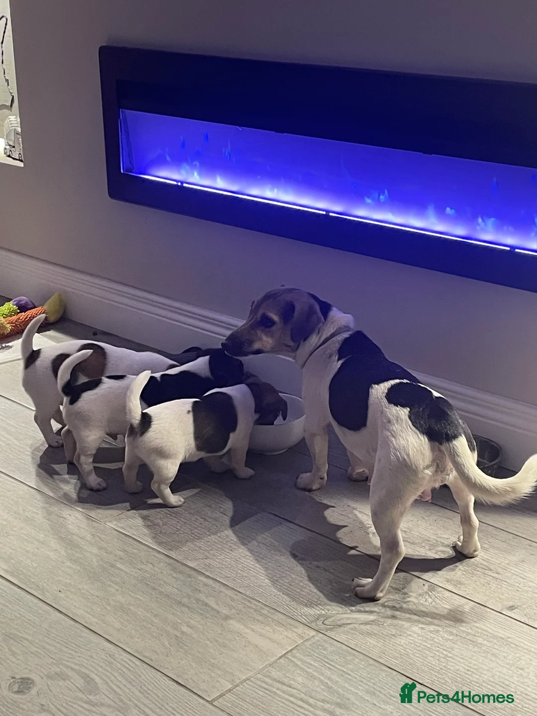 Jack Russell dogs for sale: 3 beautiful Jack Russell Pups  - Advert 1