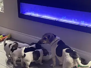 Jack Russell dogs 3 beautiful Jack Russell Pups - Advert 2