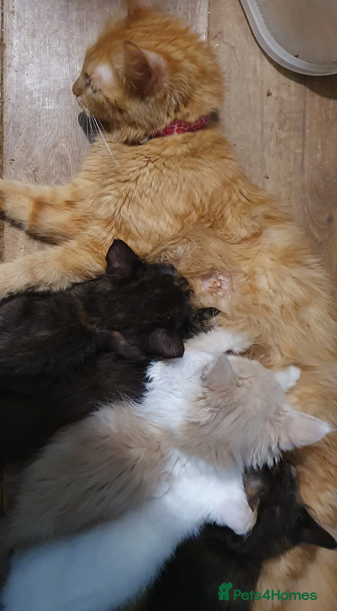 Mixed Breed cats for sale: Ragdoll/British short hair x mancoon - Advert 7