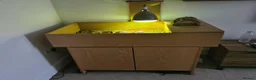 Tortoise reptiles for sale: 2 Hermanns Tortoises  in Leicester - Advert 2