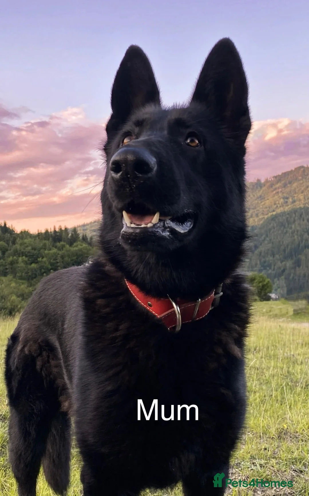 German Shepherd dogs for sale: Bruno German Shepherd  - Advert 1