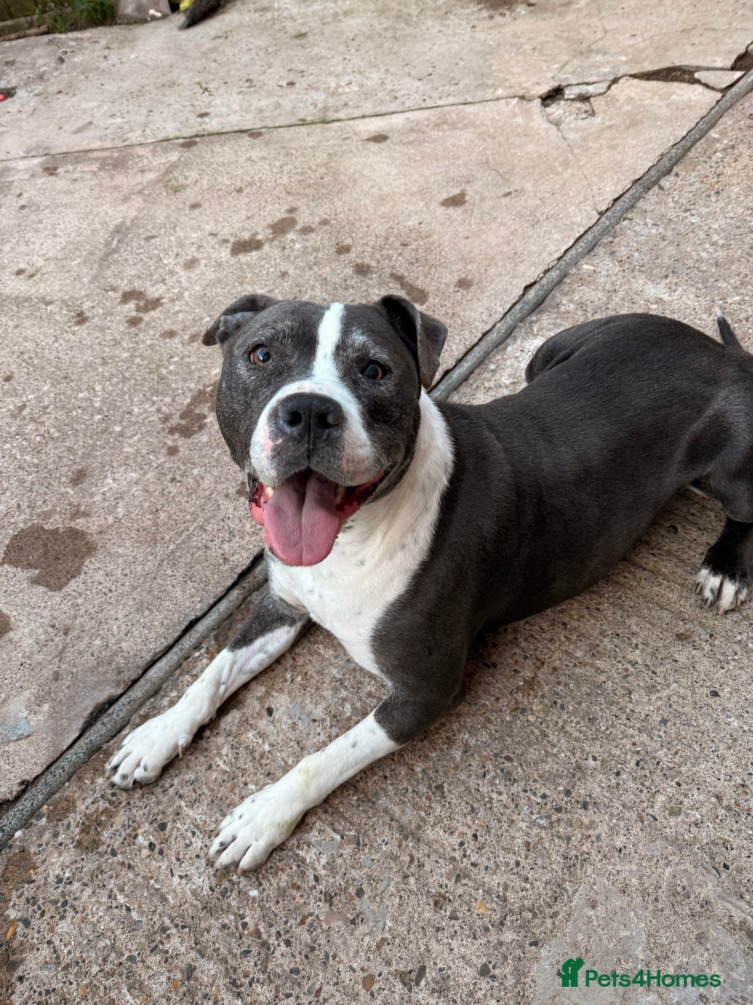 Mixed Breed dogs for sale: Mixed breed staffy for sale  - Image 1