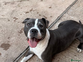 Mixed Breed dogs for sale - Advert 1