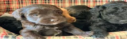 Labradoodle dogs for sale: Beautiful mini labradoodles puppies - Advert 5