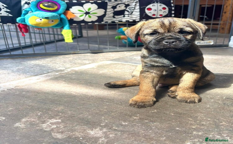 Border Terrier dogs - Advert 3
