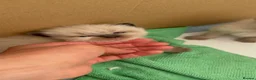 Mixed Breed cats for sale: Ragdoll & British Longhair Mix Kittens - Advert 8
