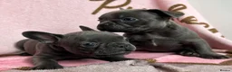 French Bulldog dogs for sale: Blue French bulldog puppies  - Advert 13