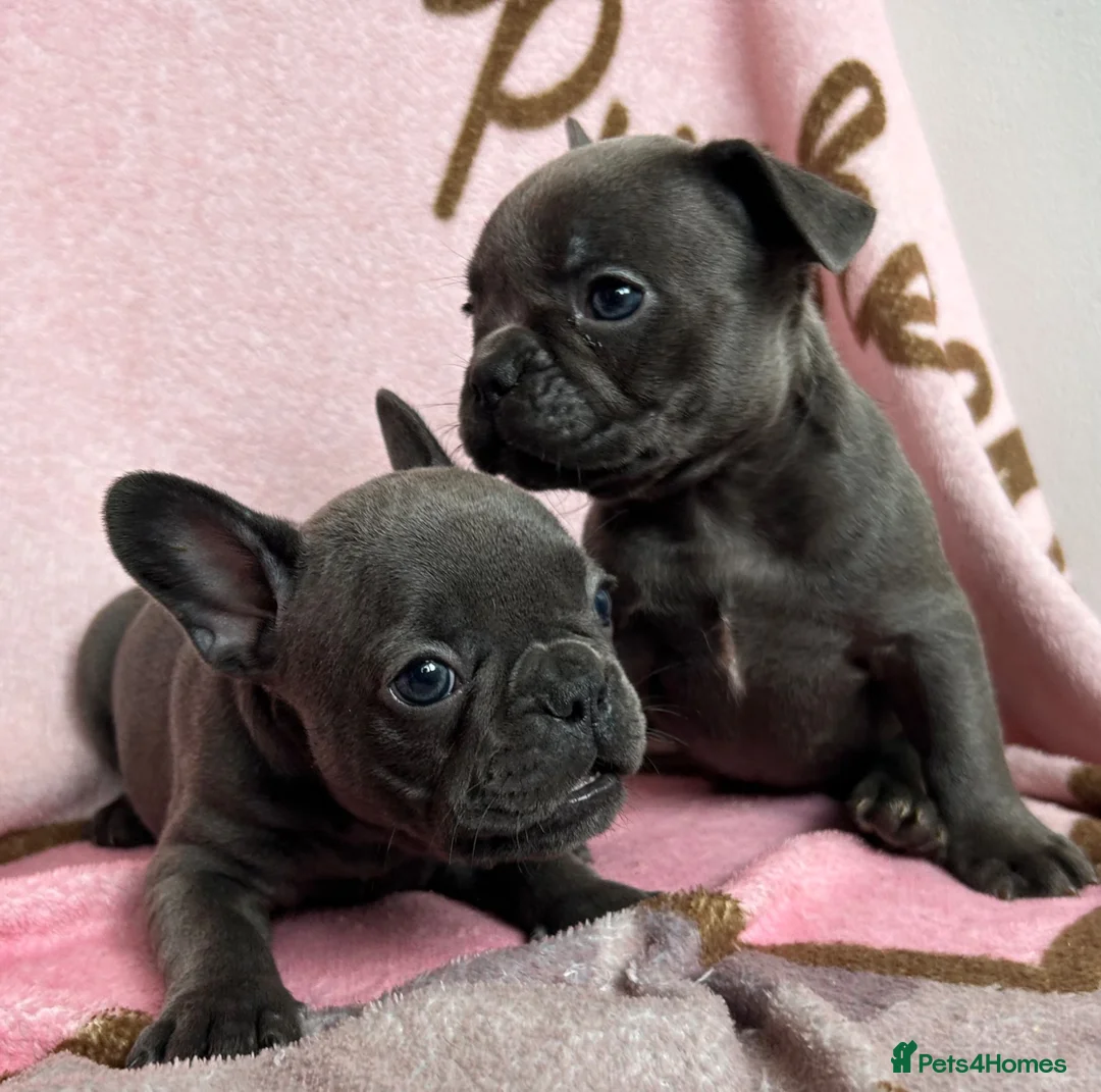 French Bulldog dogs for sale: Blue French bulldog puppies  - Advert 13