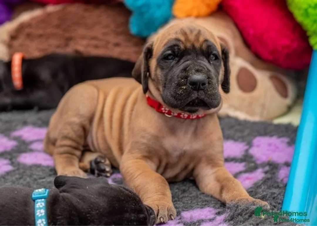 Great Dane dogs for stud: Free Stud BUT Will take a Puppy of Choice Instead in Huntly - Advert 12