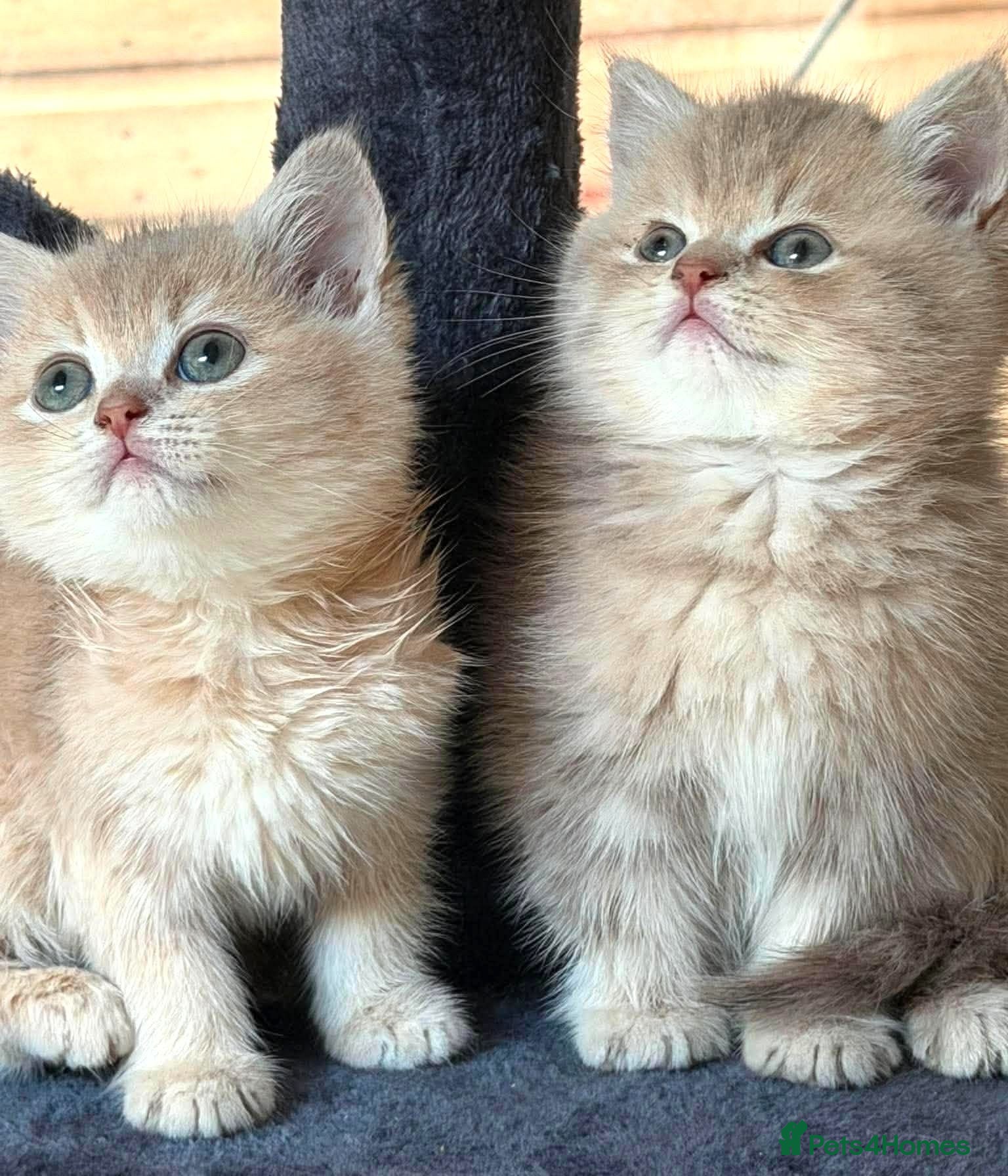 British Shorthair cats Gorgeous Lilac Golden & Blue Golden kittens - Advert 1