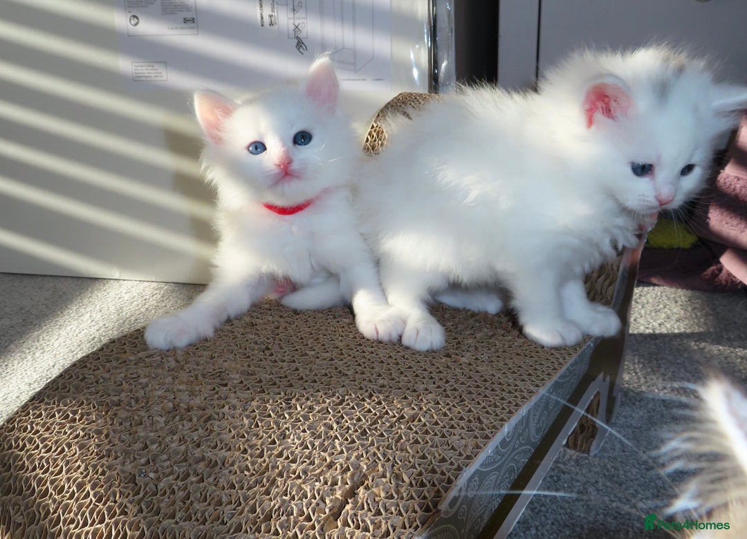 Siberian cats for sale: Little Fluffy Hypoallergenic Siberian Babies 🐾 - Advert 6