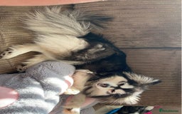 Pomsky dogs for sale: 3 Pomsky Adults  - Image 5