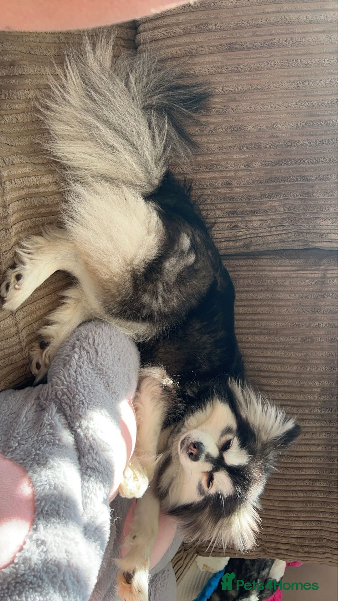 Pomsky dogs for sale: 3 Pomsky Adults  - Image 5