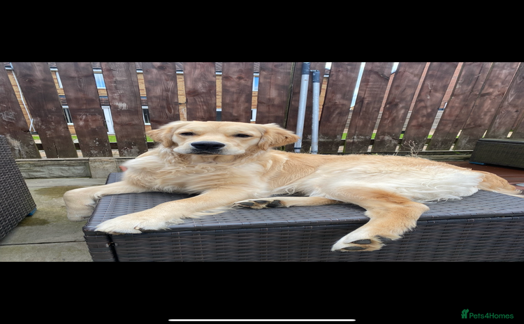 Golden Retriever dogs - Advert 8