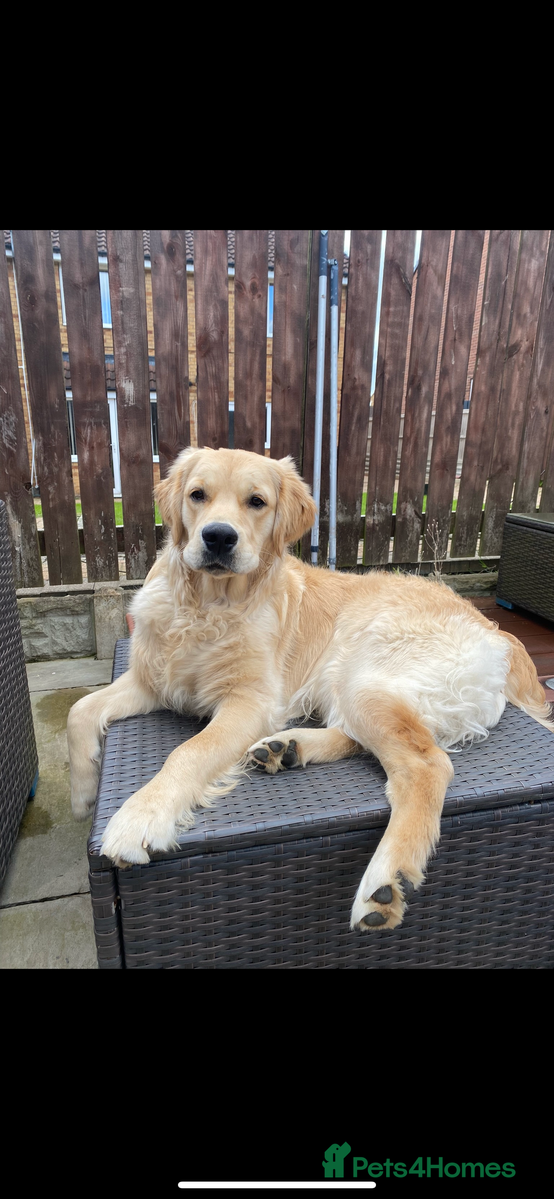 Golden Retriever dogs for stud: KC Registered Golden Retriever Stud - Image 1