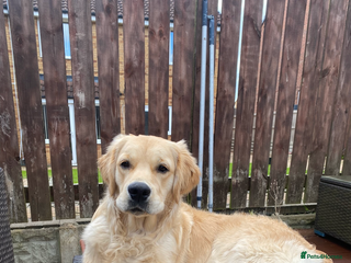 Golden Retriever dogs - Advert 8