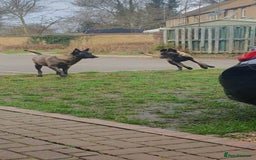 Belgian Shepherd Dog dogs for sale: Belgian Malinois.1girl and 1 boy left.Reduced £ in Peterborough - Image 17