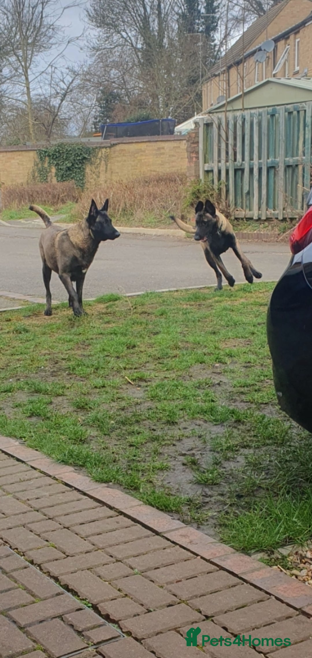 Belgian Shepherd Dog dogs for sale: Belgian Malinois.1girl and 1 boy left.Reduced £ in Peterborough - Image 17