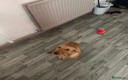 Labrador Retriever dogs for sale: Red fox Labrador  - Image 2