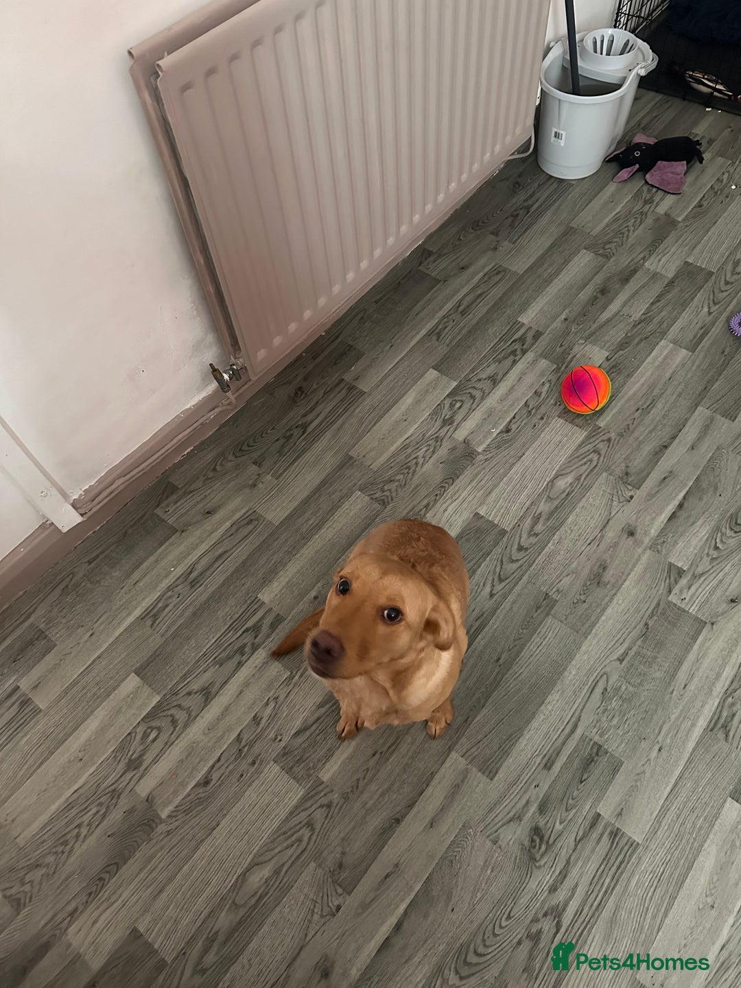 Labrador Retriever dogs for sale: Red fox Labrador  - Image 2