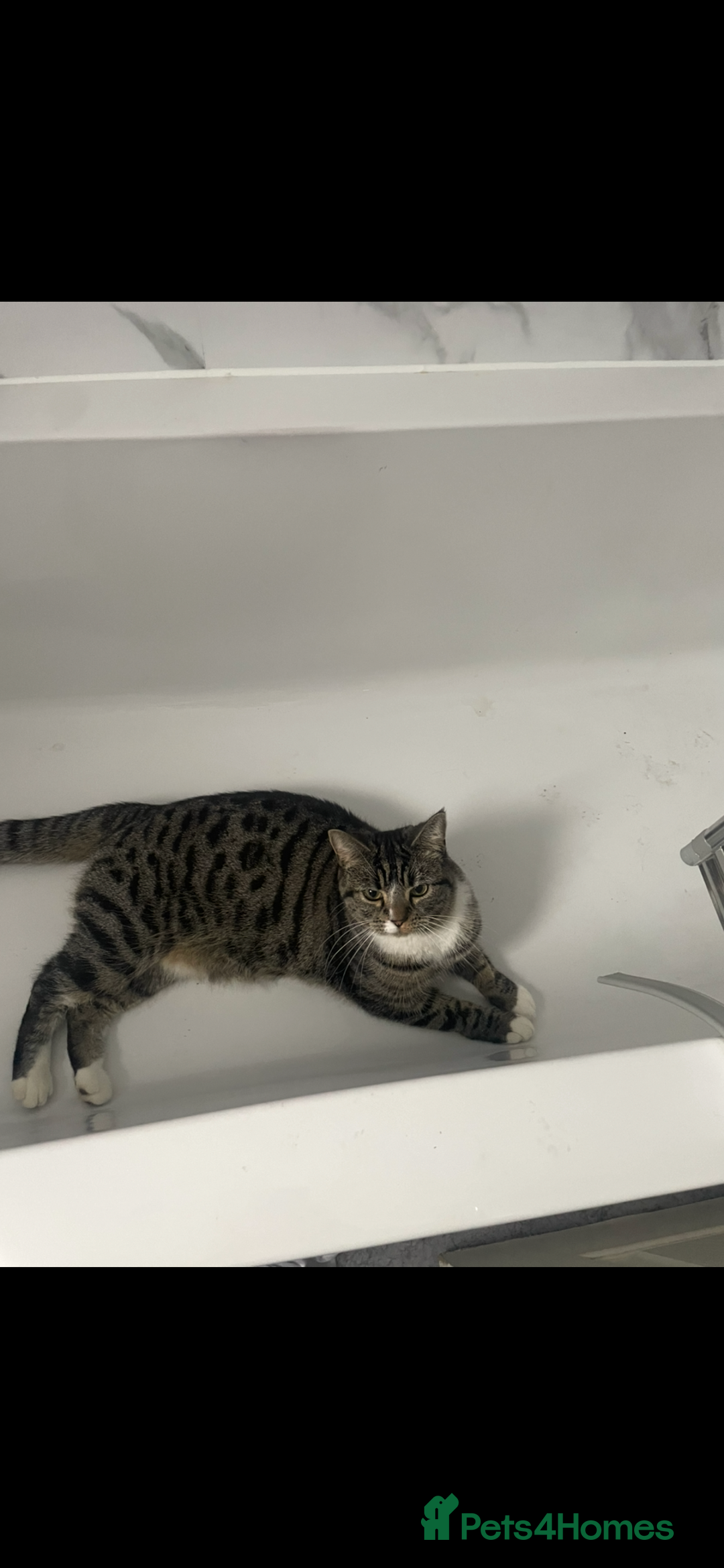 Mixed Breed cats for sale: Female cat looking for a loving home - Advert 3