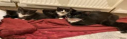 Mixed Breed cats for sale: Kittens for sale in Falkirk - Advert 9