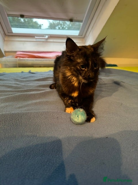 Mixed Breed cats Tortoiseshell -Cross - Advert 2